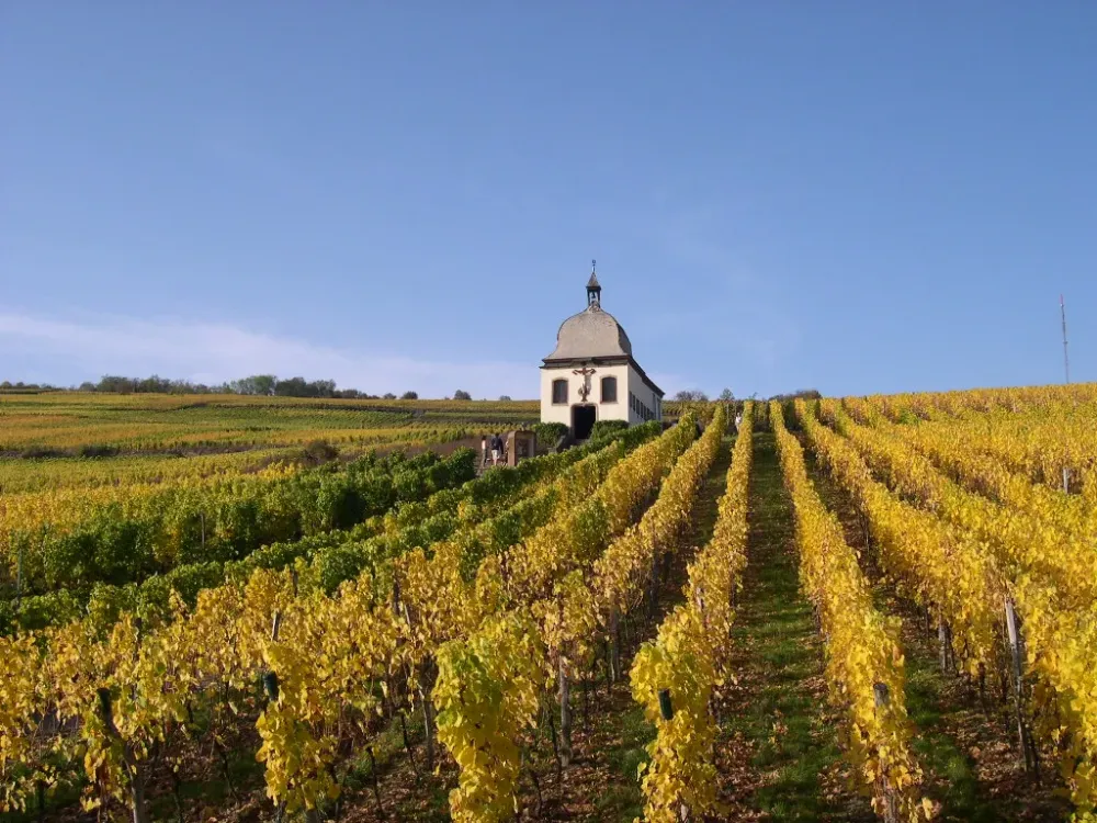 Domaine viticole indépendant près de Brumath