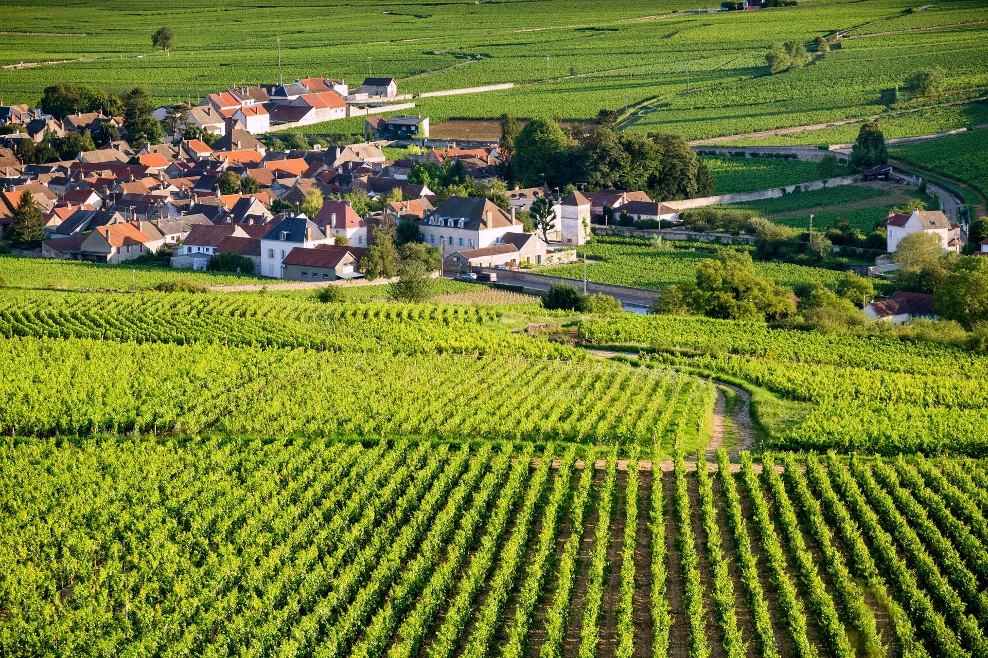 vignoble (1)