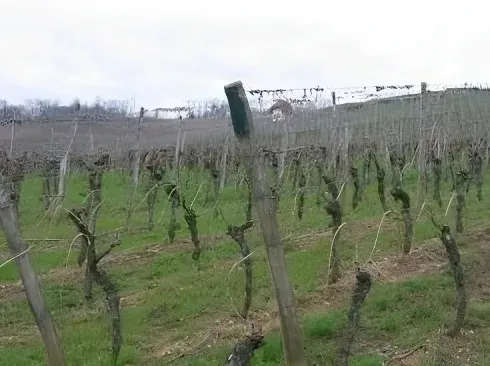 Viticulteur local près de Brumath